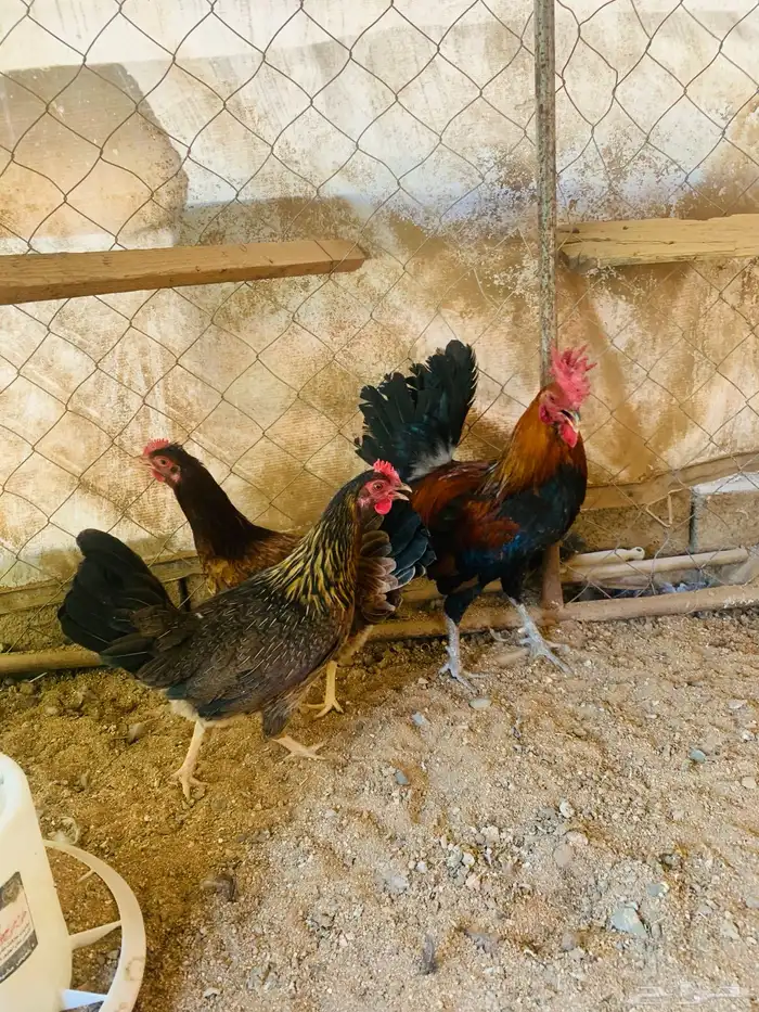 ديكين واربع دجاج عربي 3