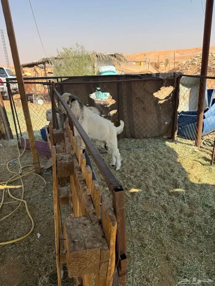 تيوس للبيع الخرج 4