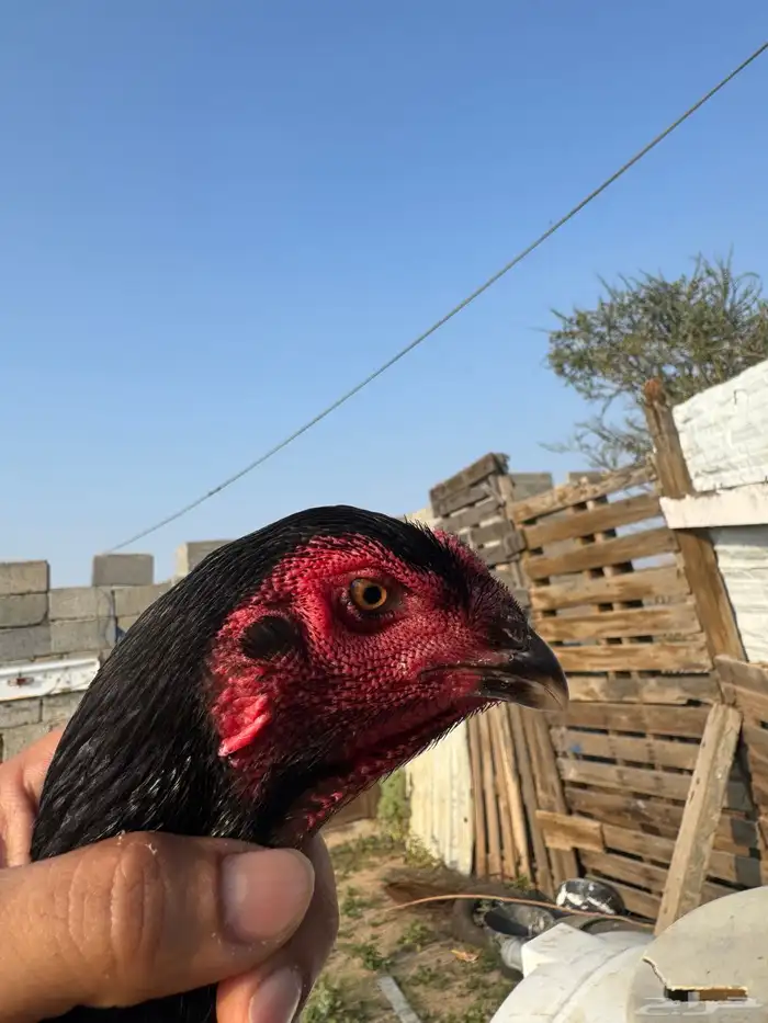 دجاجه شامو الماني 0