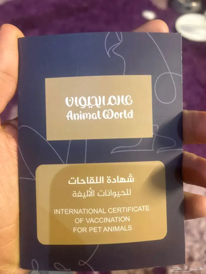 كلاب بودل XL كلاب جميله ولعوبه 15