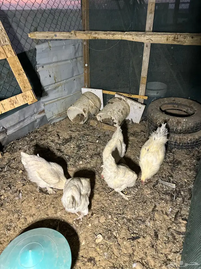 دجاج تركي اللوان تفتح النفس ماشاء الله والبيع سمح 6