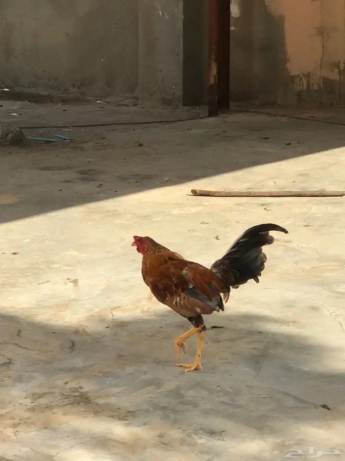 دجاجه صحه 100 الديوكه صحه100 3