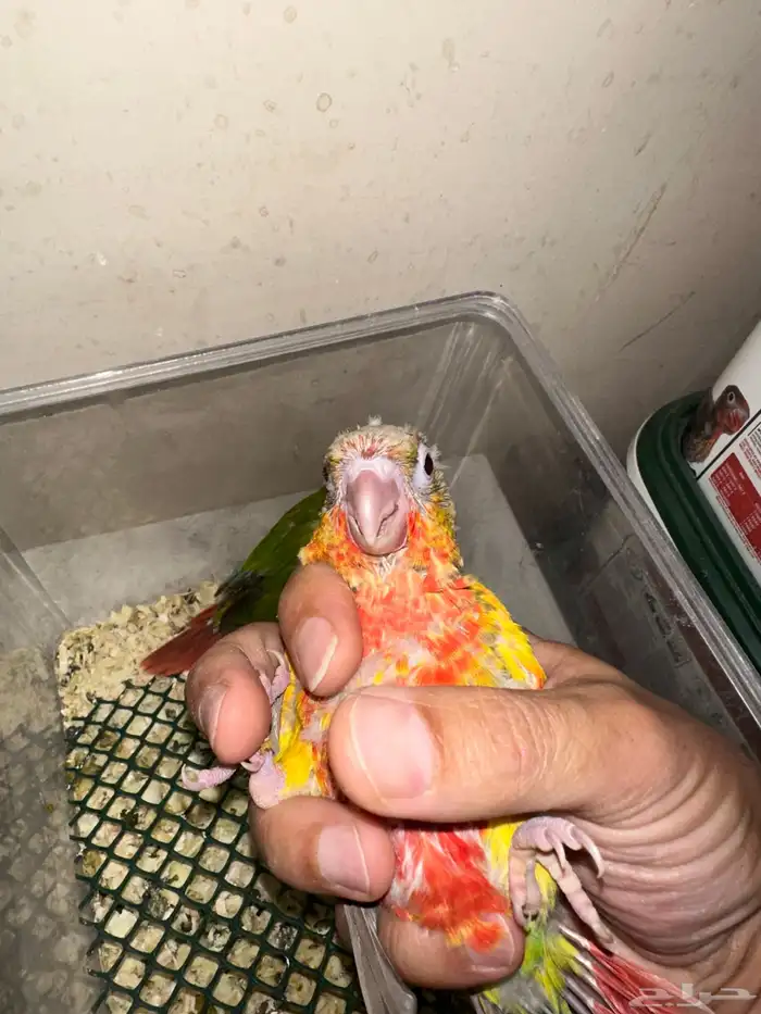 فروخ كنيور دبل رد فاكتور جميلة( 450 ) 2