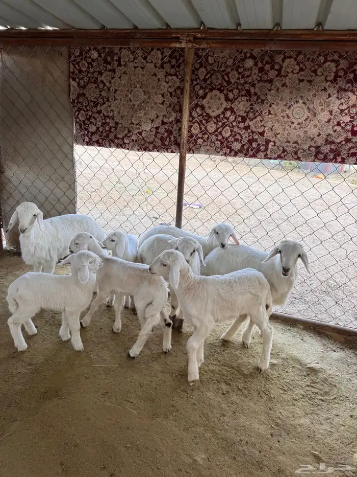 8 روس من ضان شهران ولد يتبعها 9 3