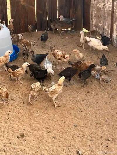 صوص بلدي index