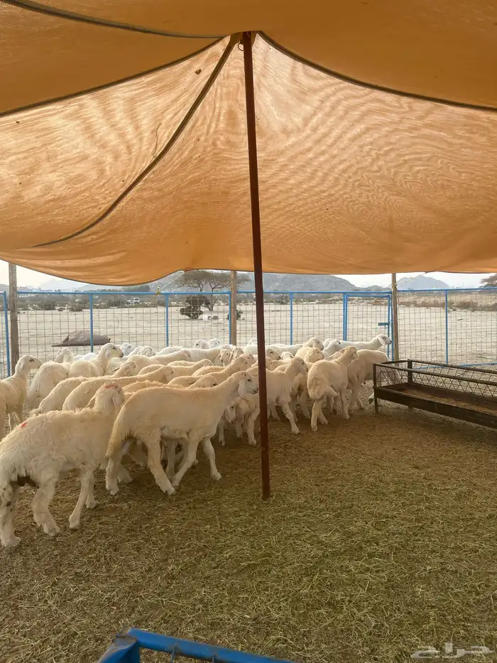 غنام في الفصيل طليان 2