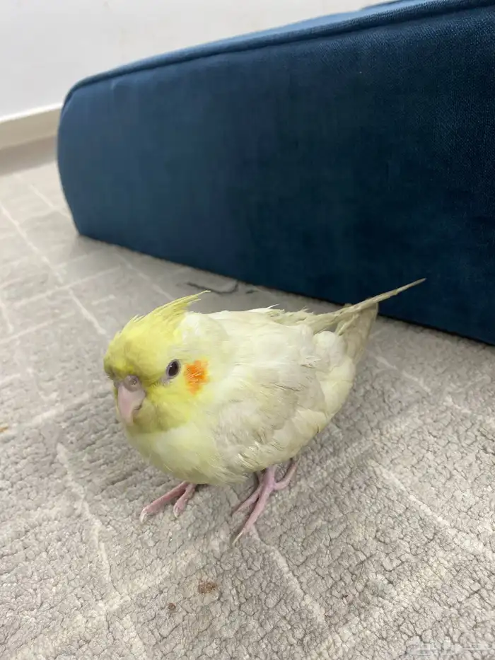 طير كروان لاتينو كوكتيل للبيع أليف بصحه جيده مع كامل اغراضه 0