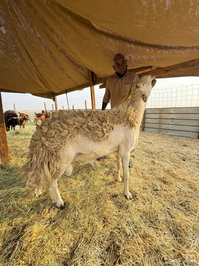 طلي صنف ولد سبع السلالات ولدالفايت ولد محدود 2