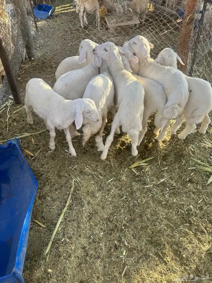 طليان للبيع 9 موقعها برك جنوب الحوطه 2