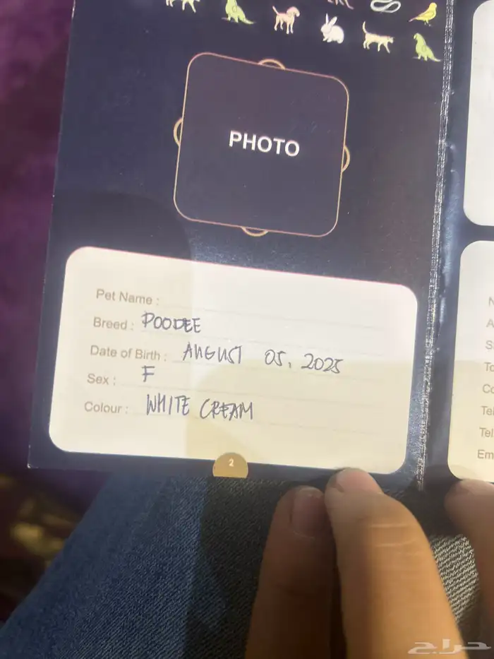 كلاب بودل XL كلاب جميله ولعوبه 14