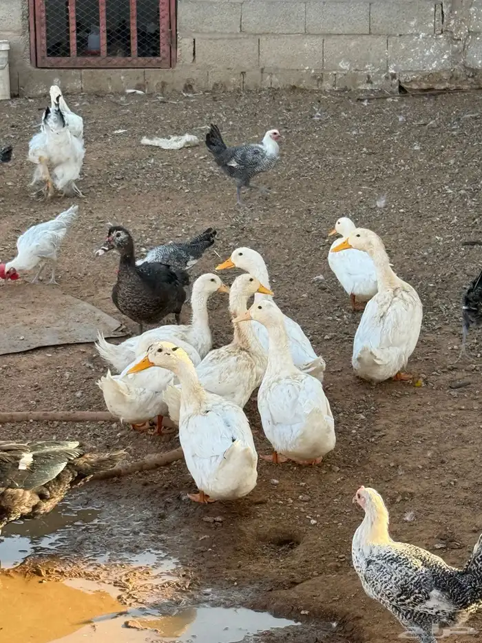 بط بكيني وبط سوداني ودجاج فيومي 0