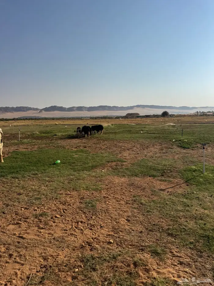 غنم نجد للبيع 1