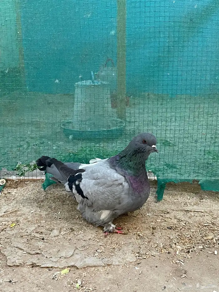 حمام فريش مهبط 0