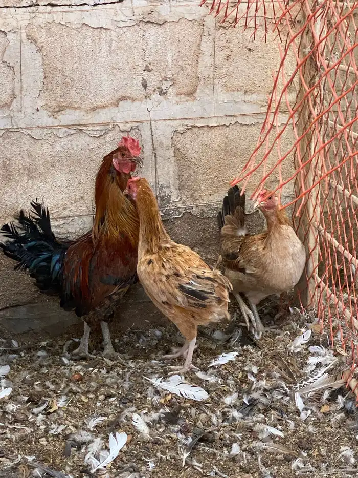 دجاج بلدي 1