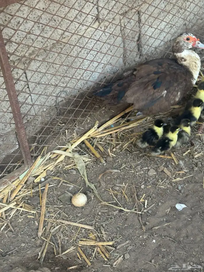 بطة مع عيالها منهم 8 للبيع 2