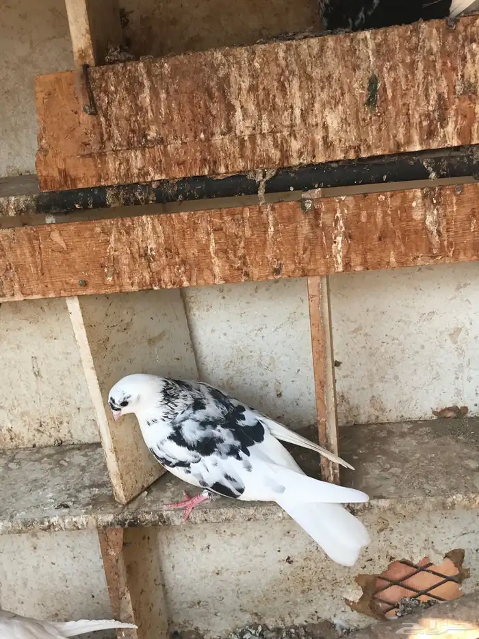 حمام قطايف زوجين للبيع مستعجل 6