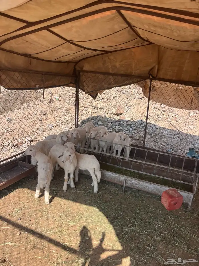 ضان متبيع ودفيع 3