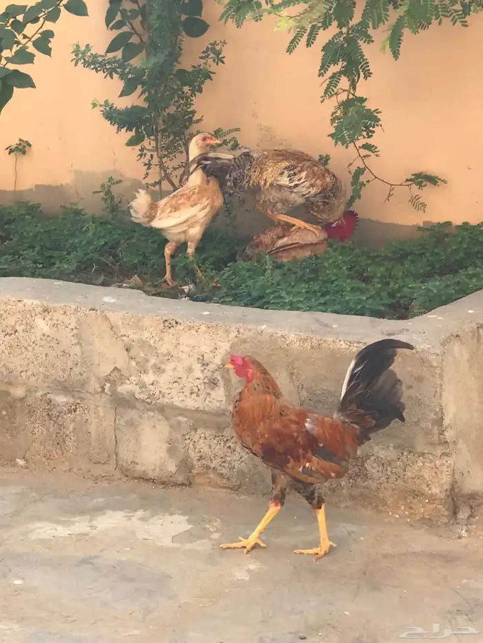 دجاجه صحه 100 الديوكه صحه100 2