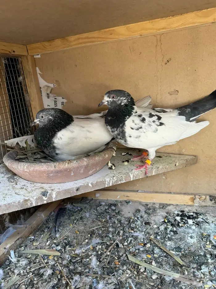 جوز باكستاني منتج 1