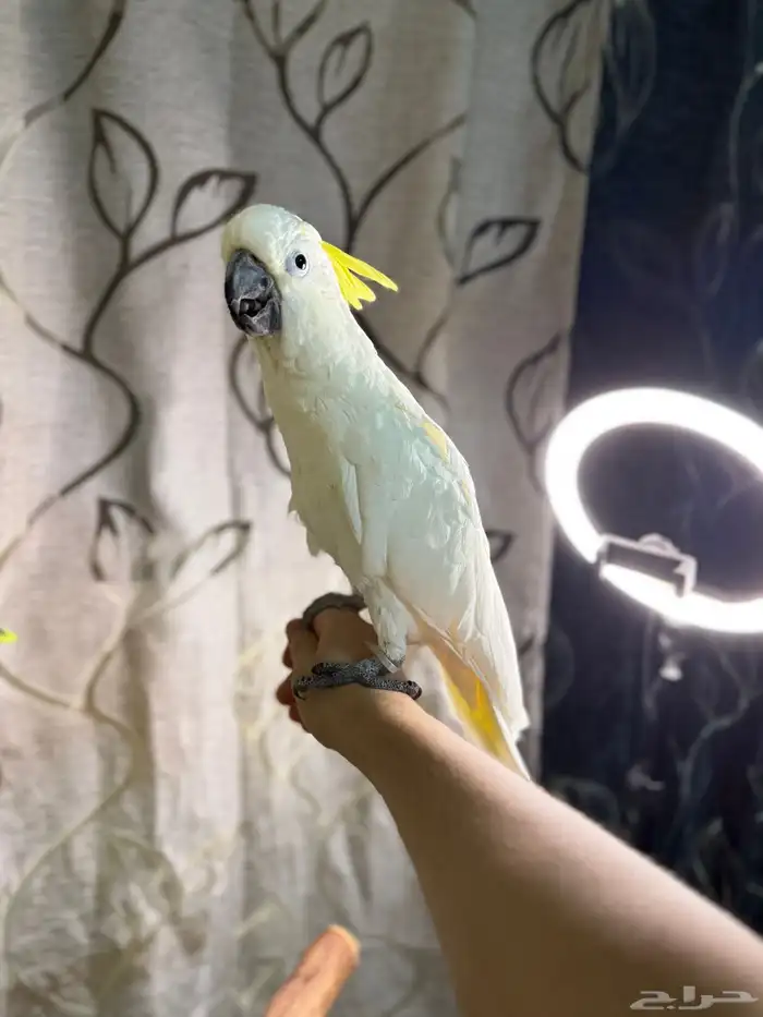 ببغاء كوكاتو سلفر تم البيع 4