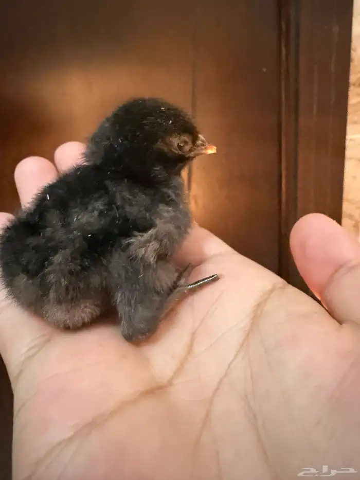 صوص دجاج صغير للبيع 18