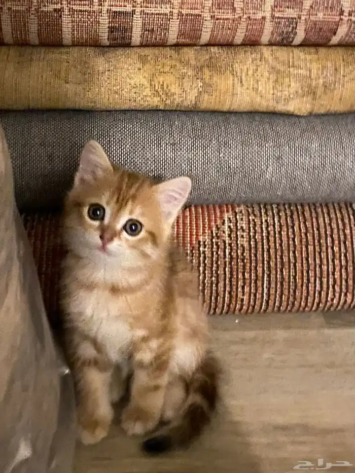 قطط سكوتش ستريت 0