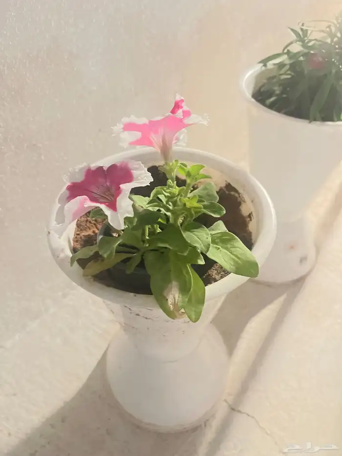 مراكن مع ورد للبيع 1