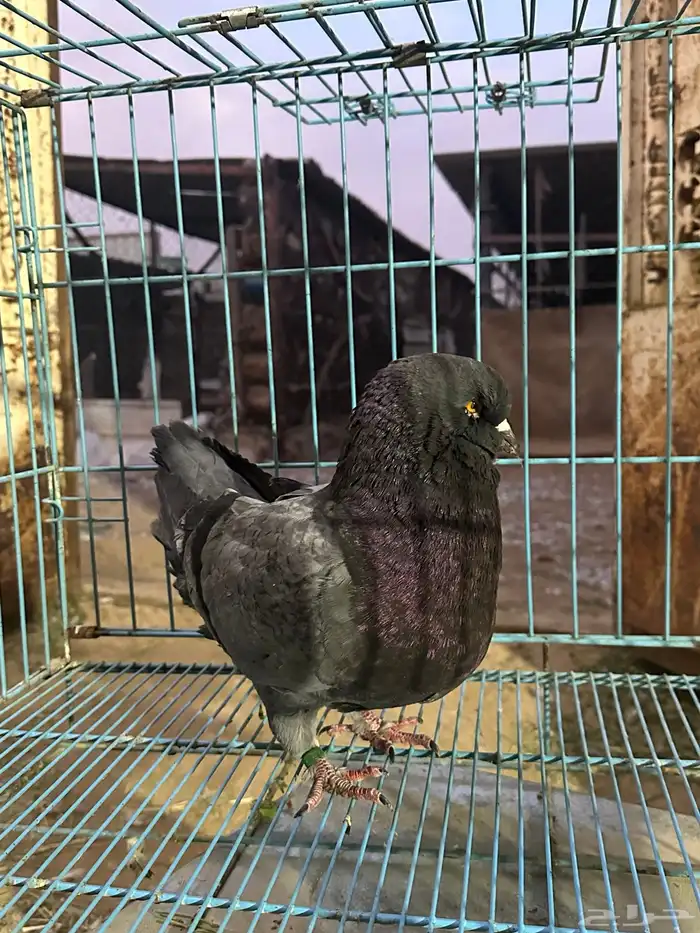 ذكر كنق بلو بار مستوى توب توب حجم سوبر جامبو 7