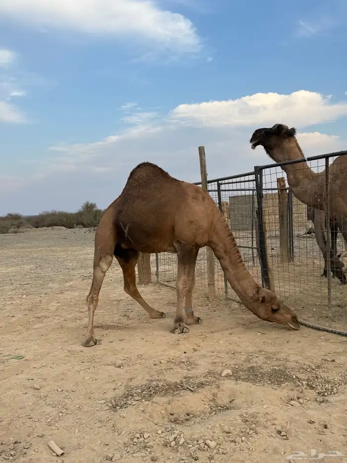 جمل حمر ضراب وعشار وهداوه 5