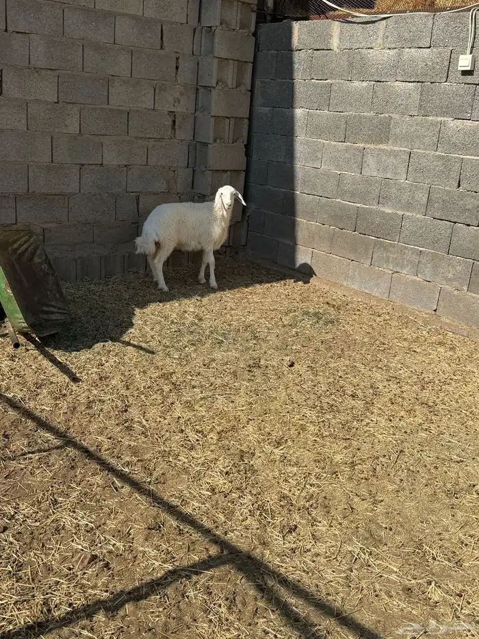 رخله حريه ذبيحة 0