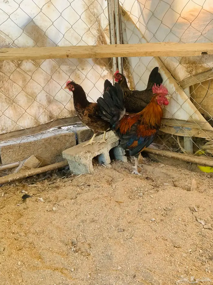 ديكين واربع دجاج عربي 0