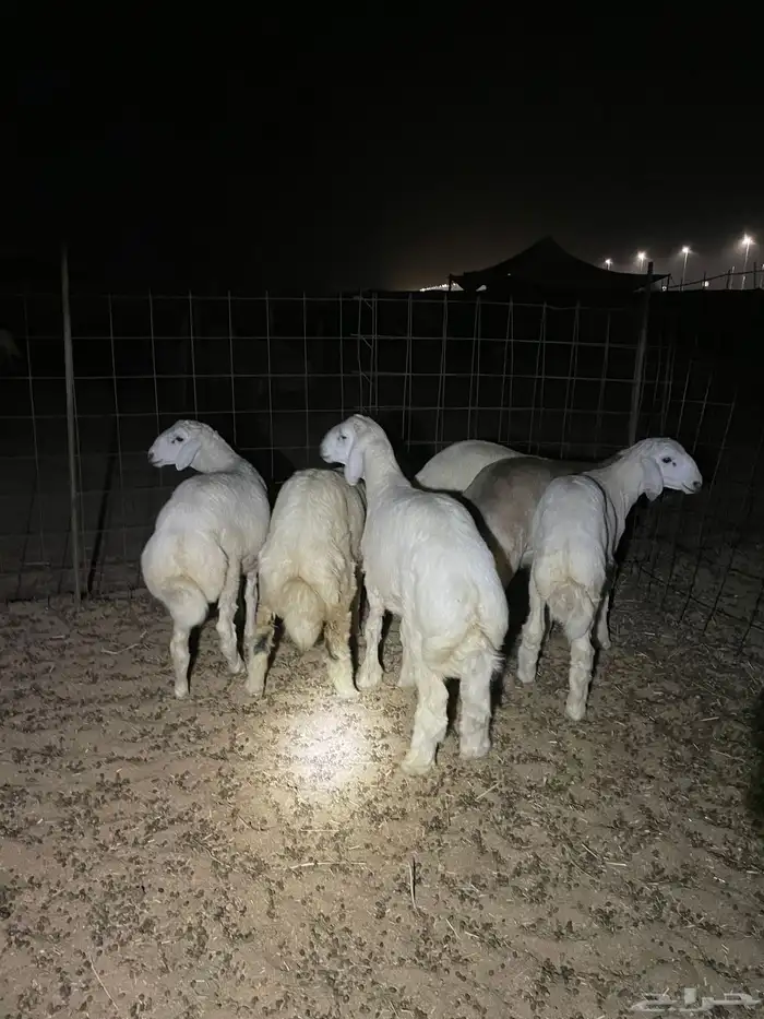 حري ذبايح مناسبات ذبائح ثلاجه يوجد صلخ و توصيل اقل سعر 3