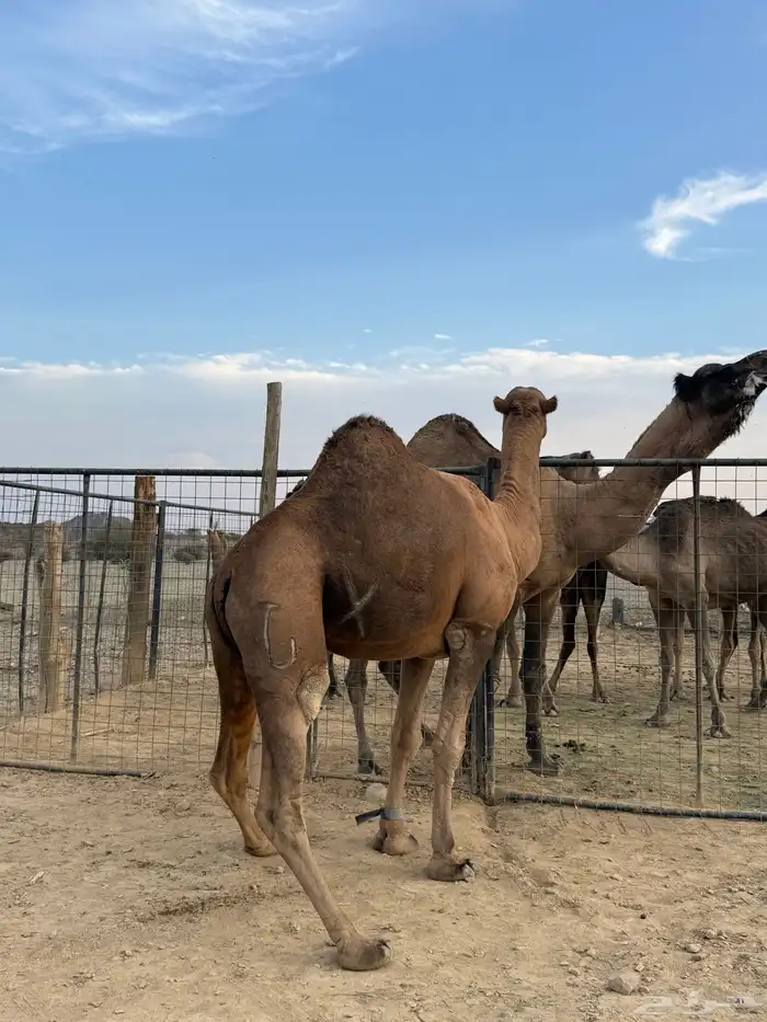 جمل حمر ضراب وعشار وهداوه 7