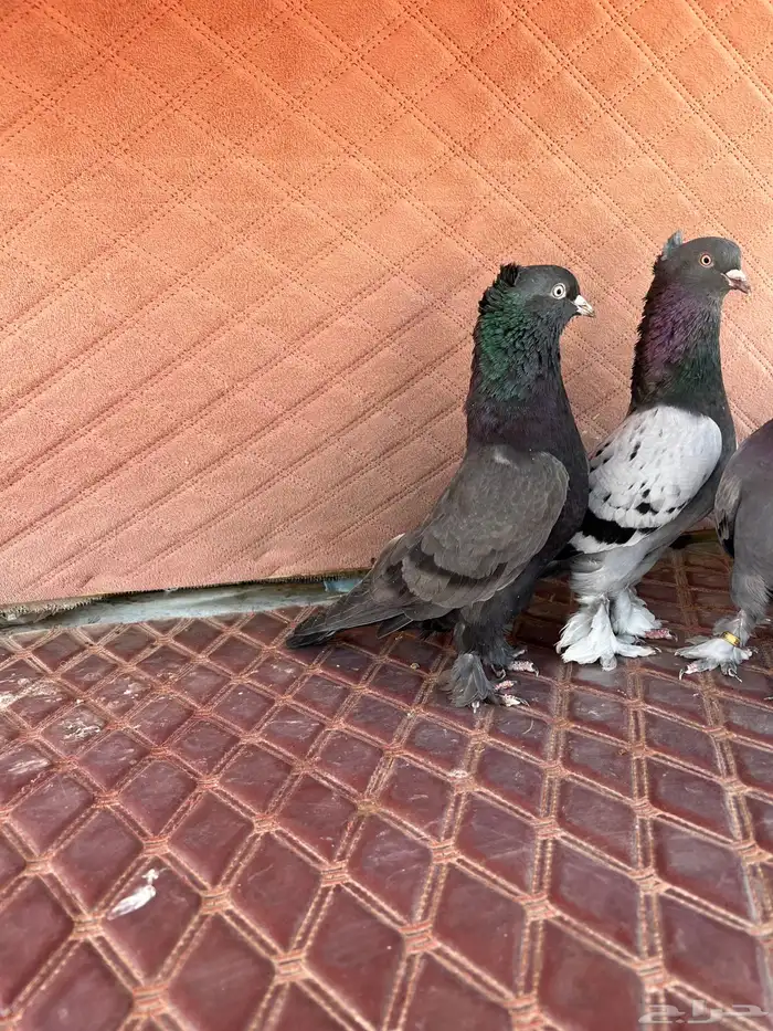 اتراك محاريق 2