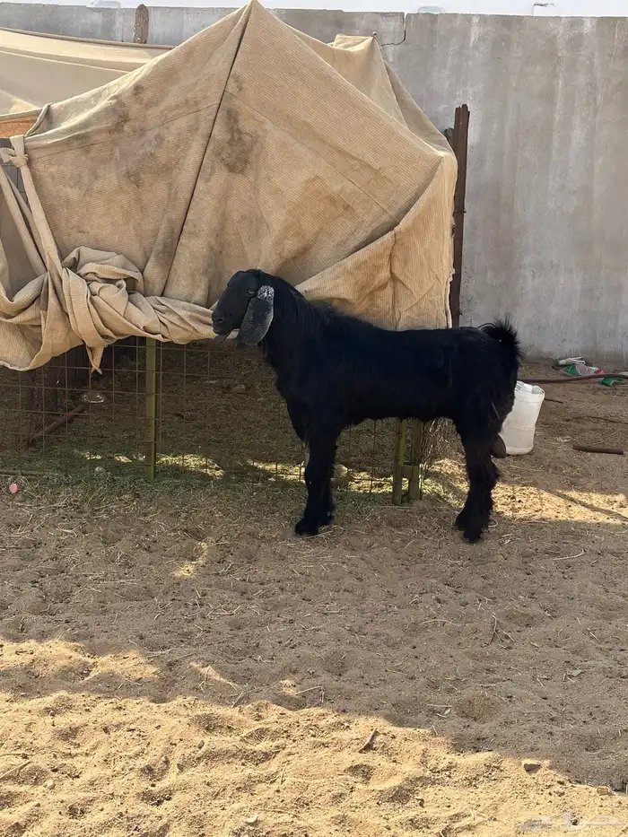 تيس فحل سنة رباع ضراب مشروط 2