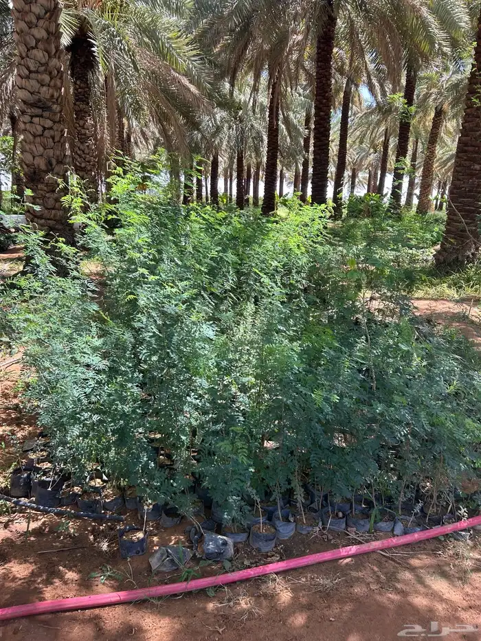 شتلات كميات اسعار جمله 4