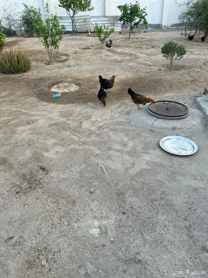 دجاج بلدي دجاج تركي 1