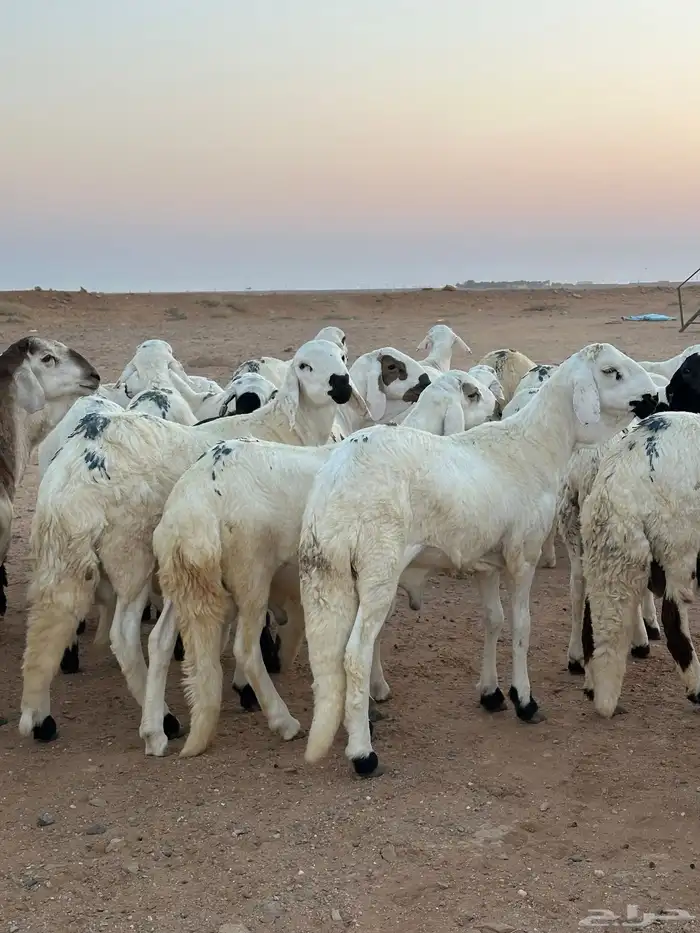 للبيع سواكن طيبه 4