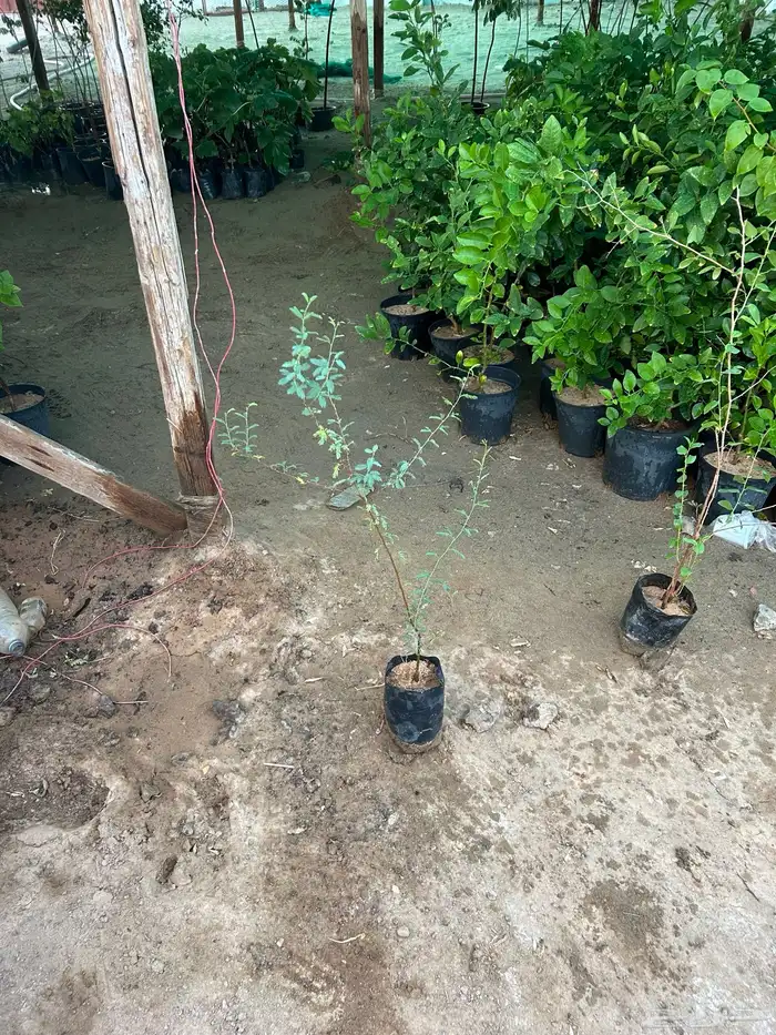 شتلات كميات اسعار جمله 6