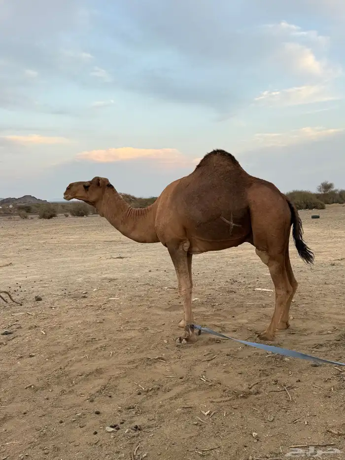 جمل حمر ضراب وعشار وهداوه 0