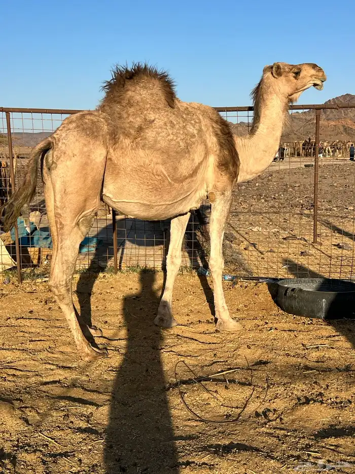 لقحه ملاقي تملى السطل ب 7500 تم البيع 0