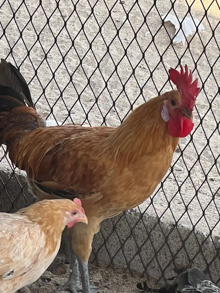 بيع ديك بلدي 6