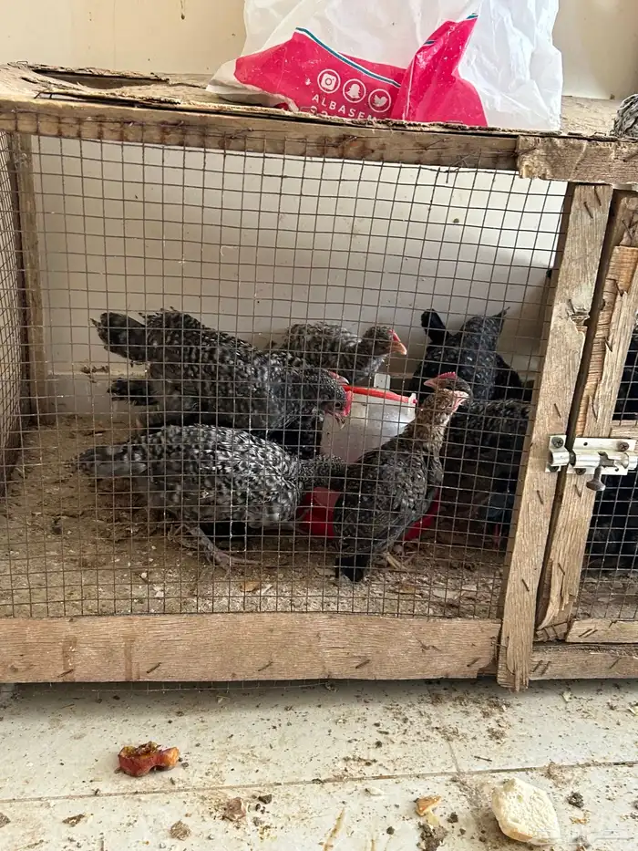 صوص فيومي تركي 0