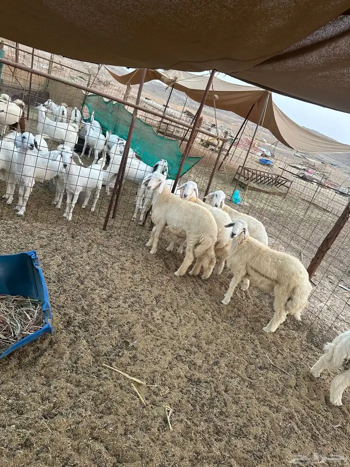 طليان حريه ذبايح 0