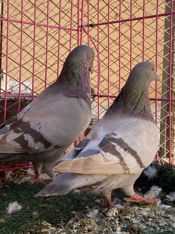 للبيع حمام 4