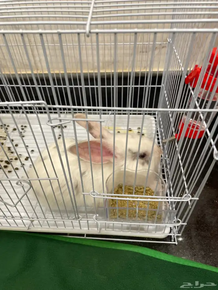 ارنب للبيع ب 35 0