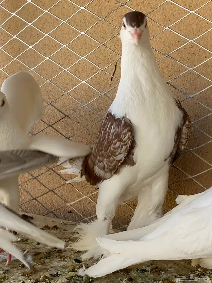 للبيع حمام 2