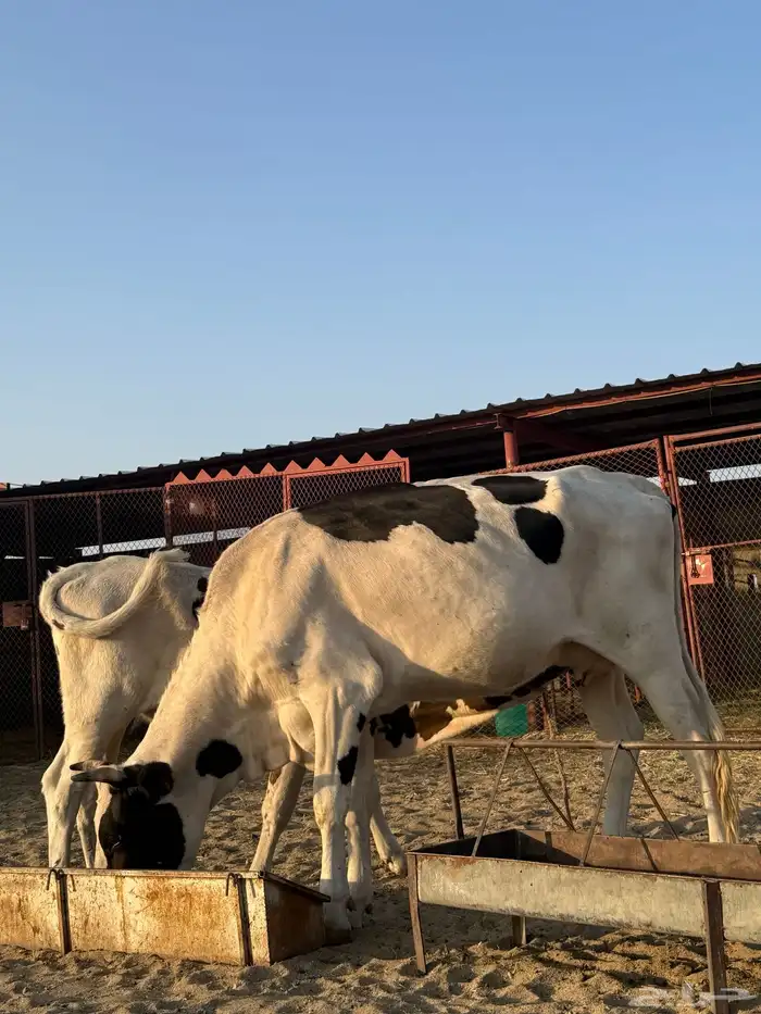 بقرة عشراء 1