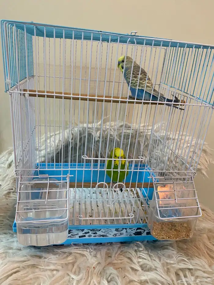 طيور الحب بصحة جيدة 5