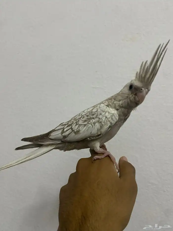 للبيع كروان اليف جداا و الون مميز 0